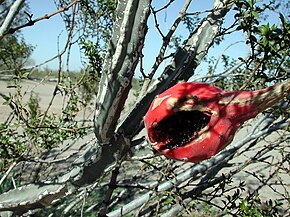 Peniocereus greggii fruit.jpg resminin açıklaması.