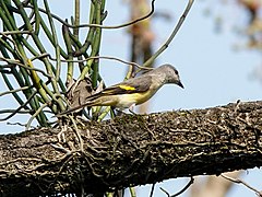 ♀ Pericrocotus roseus