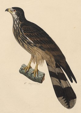 Pernis longicauda - 1825-1839 - Print - Iconographia Zoologica - Special Collections University of Amsterdam - (cropped).tif