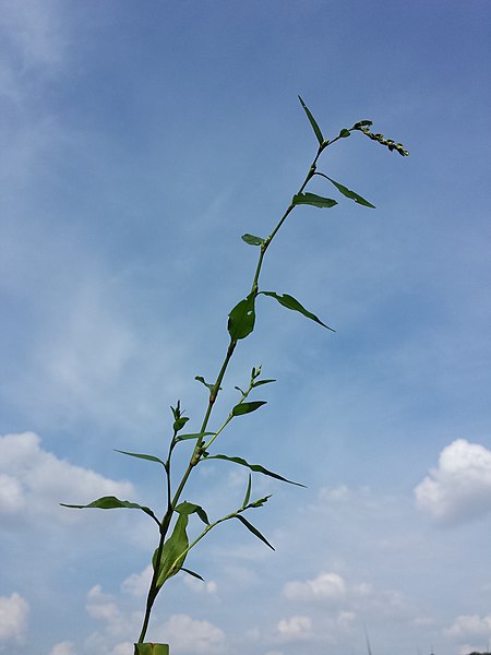 File:Persicaria hydropiper sl4.jpg