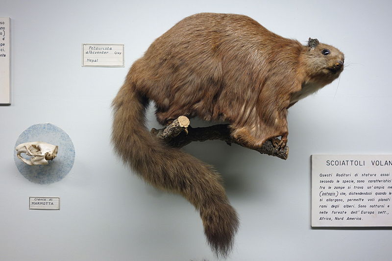 File:Petaurista albiventer - Museo Civico di Storia Naturale Giacomo Doria - Genoa, Italy - DSC02777.JPG