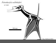 Petrodactyle skeletal.png