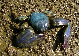 Petrolisthes elongatus, Whangaparaoa, near Auckland Petrolisthes elongatus (New Zealand half crab).JPG