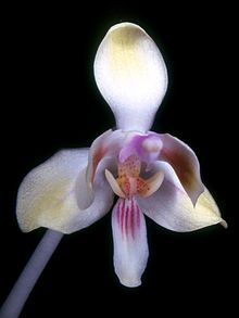 Phalaenopsis celebensis Orcs 001.jpg