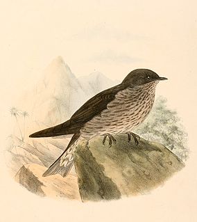 <i>Phedina</i> Genus of birds