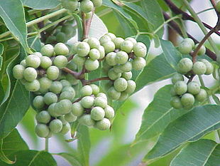 Amur-Korktræ (Phellodendron amurense), hunligt individ.