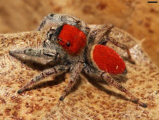 <i>Phidippus whitmani</i> Species of spider