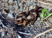 Filippin Nightjar (caprimulgus manillensis) .JPG