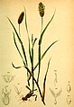 Phleum alpinum