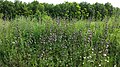 Dans les hautes herbes d'une prairie autrichienne.