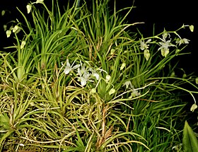 Phymatidium falcifolium Orchi 033.jpg