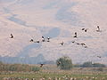 PikiWiki Israel 10068 Hula lake