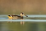 Thumbnail for Pink-eared duck