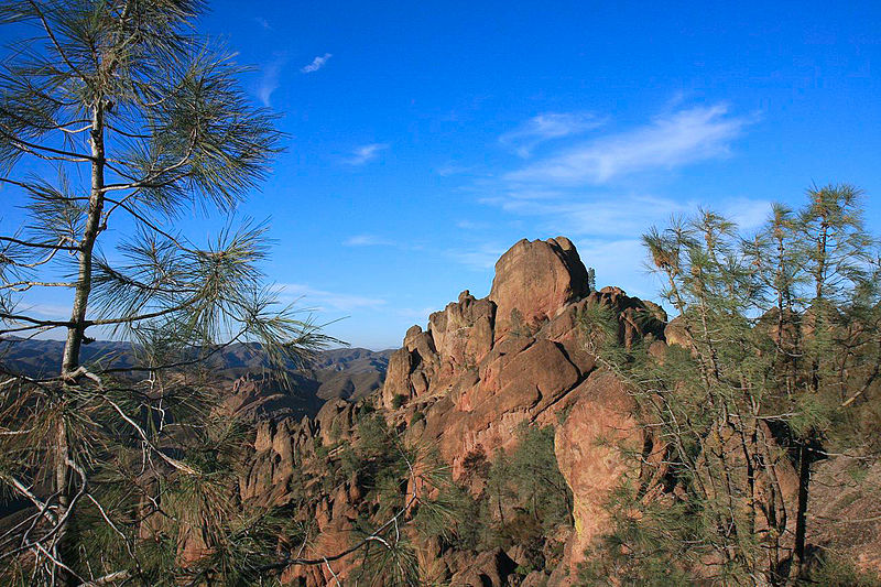 File:Pinus sabiniana Pinnacles NM 2.jpg