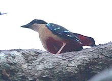 Pitta angolensis longipennis, Mpigwe-kamp, Catapu, Birding Weto, a.jpg