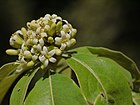 Pittosporum dasycaulon Miq. (8283196765).jpg