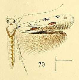 Licmocera lyonetiella