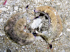 Placobranchus ocellatus002.jpg resminin açıklaması.