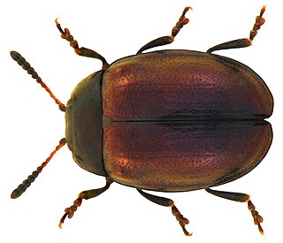 <i>Plagiodera</i> Genus of beetles