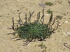 Plantago coronopus 20150506 1.JPG