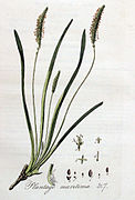 Plantago maritima — Flora Batava — Volume v4.jpg