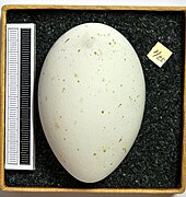 Paprastosios girnovės kiaušinis iš Vidurio Mažosios Azijos stepės (Visbadeno muziejus)