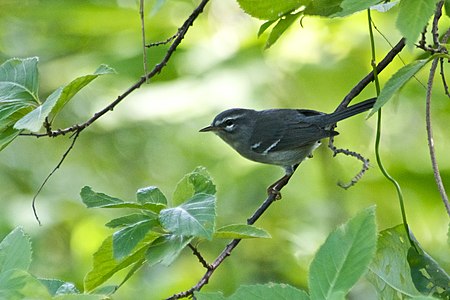 Plumbeous Warbler (Dendroica plumbea).jpg