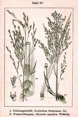 Piuru eli natapiuru (Scolochloa festucacea) vasemmalla ja vesihilpi (Catabrosa aquatica, syn. Glyceria aquatica) oikealla.