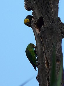 Adult (above) and juvenile (below) on an island in Lake Tana, Ethiopia Poicephalus flavifrons -Ethiopia-6.jpg