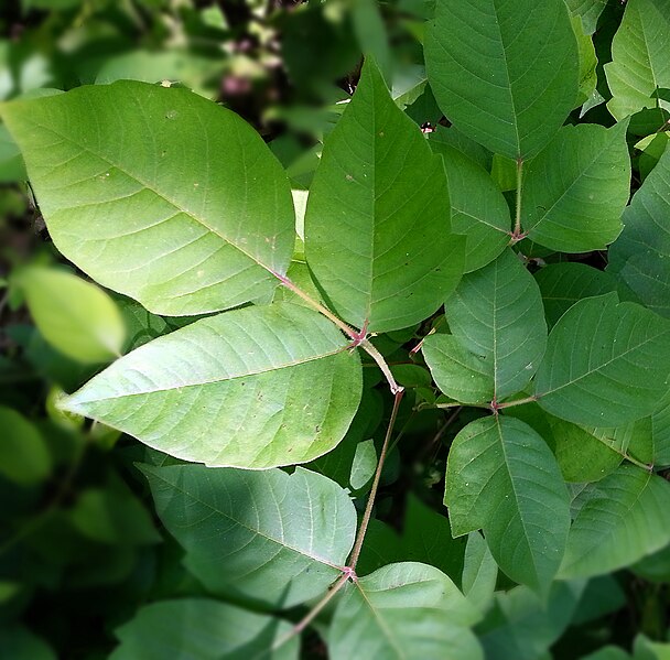 File:Poison ivy in May beside Appalachian Trail in Rockfish Gap VA area 1.jpg