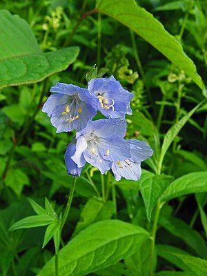 Polemonium caeruleum var. nipponicum 01.jpg