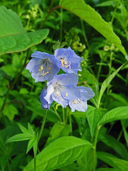 File:Polemonium caeruleum var. nipponicum 01.jpg