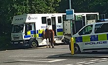 Photograpf a police command post and a horse