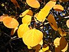 Populus tremuloides 8163.jpg