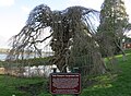 A Camperdown Elm located in Port Gamble, Washington. Planted 1875