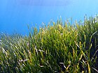 Posidonia oceanica (L).jpg