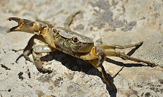 <i>Potamon algeriense</i> Species of crab