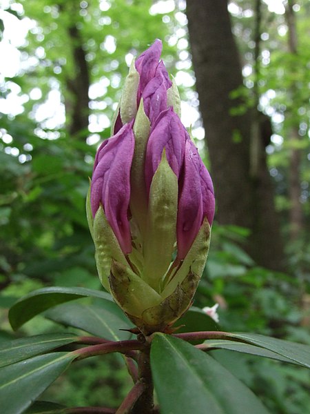 File:Průhonice, zámecký park, květ rododendronu fialového.jpg