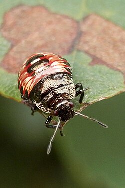 Predatory Stink Bug (Asopinae) Nymph