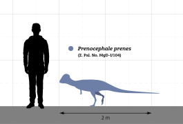 Prenocephale