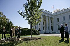 President George W. Bush and Laura Bush planting a disease-resistant 'Jefferson' Elm before the White House, 2006