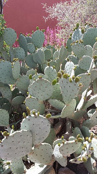 File:Prickly Pear in front of the El Paso Museum of Archaeology.jpg