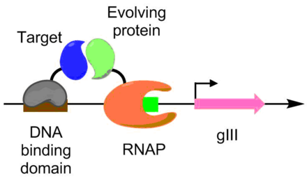 PACE pro interakce protein-protein