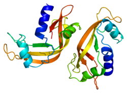 Ақуыз RNASE4 PDB 1rnf.png