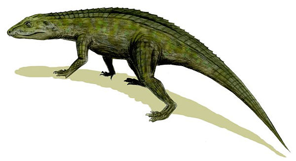 Restoration of early crocodylomorph Protosuchus