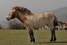 Przewalski's horse