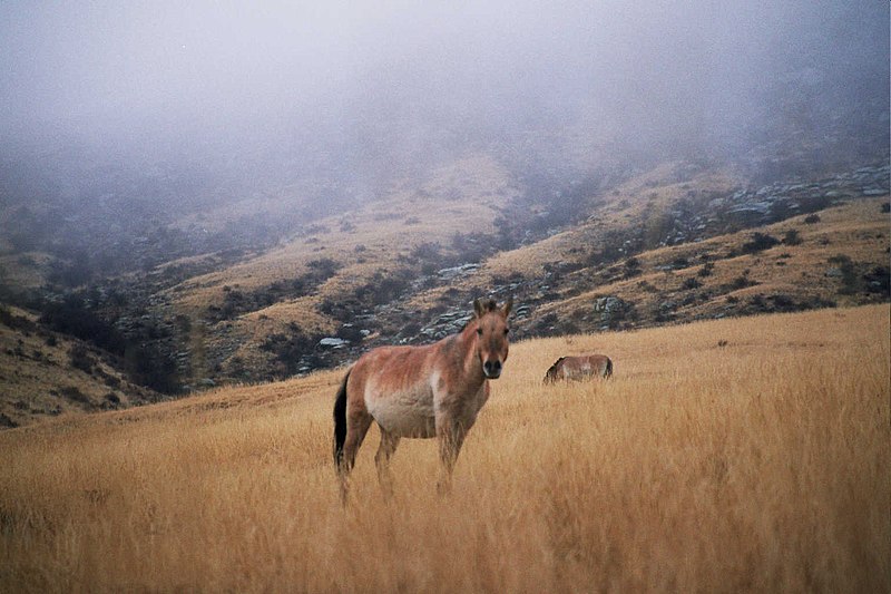 File:Przewalski mongolie.jpg