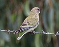 Female; Capertee Valley, Blue Mountains, New South Wales, Australia