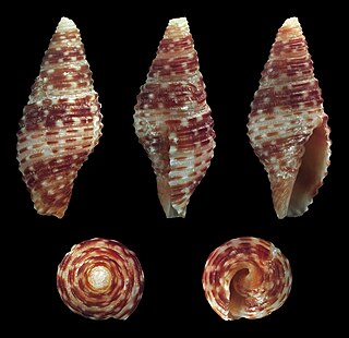 <i>Pseudonebularia lienardi</i> Species of gastropod