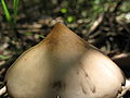 Psilocybe.villarrealiae.5.jpg